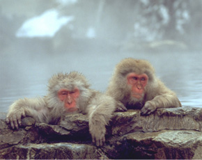 Things to do in Japan - Snow monkeys